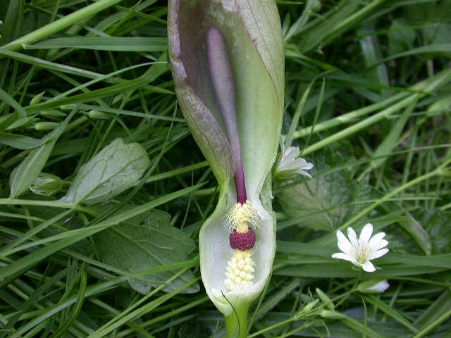 Arum italicum e Arum maculatum